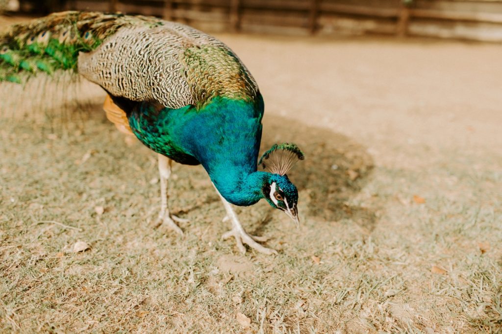 Acre Baja Peacock